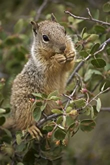 Images Dated 28th June 2006: Rock Squirrel - Feeding on serviceberry - Arizona - USA - Largest ground squirrel in its range