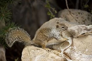 Images Dated 25th August 2008: Rock Squirrel - With shed snake skin - Arizona - USA