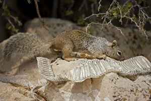 Images Dated 25th August 2008: Rock Squirrel - With shed snake skin - Arizona - USA