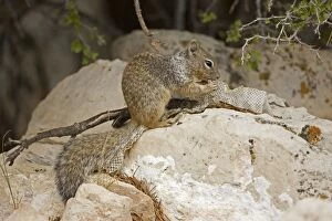 Images Dated 24th August 2008: Rock Squirrel - With shed snake skin - Arizona - USA