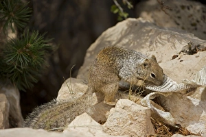Images Dated 25th August 2008: Rock Squirrel - With shed snake skin - Arizona - USA