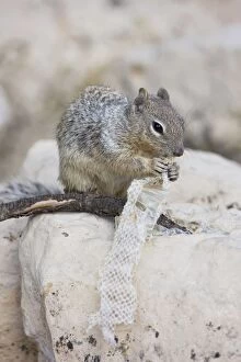 Images Dated 24th August 2008: Rock Squirrel - with Snake Skin - Arizona - USA