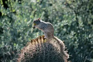 Rock Squirrel South West USA
