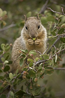 Images Dated 28th June 2006: Rock Squirrel (Spermophilus variegatus) - Feeding on serviceberry - Arizona - USA - Largest ground