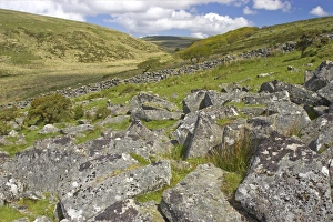 Rock Strewn Moorland in West Dart Valley with Wistmans Wood in background Rock Strewn Moorland in West Dart Valley with Wistmans Wood in background