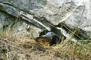 Thrush Prints: Rock Thrush