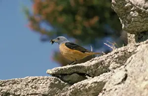 Thrush Prints: Rock Thrush - male with food in beak