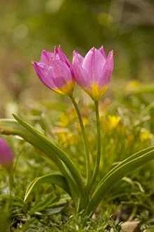 Images Dated 6th April 2007: Rock Tulips - in the mountains of Crete, in the form formerly known as Tulipa bakeri