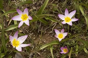 Images Dated 6th April 2007: Rock Tulips ( Tulipa saxatilis ) in the mountains of Crete