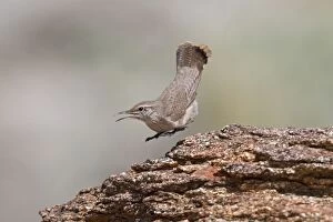 Images Dated 25th January 2010: Rock Wren - in flight