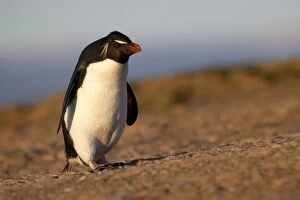 Images Dated 4th November 2010: Rockhopper penguin