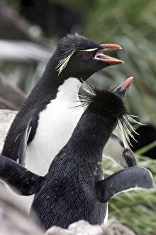 Images Dated 2nd January 2008: Rockhopper Penguin