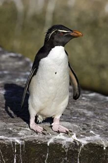 Images Dated 1st January 2008: Rockhopper Penguin