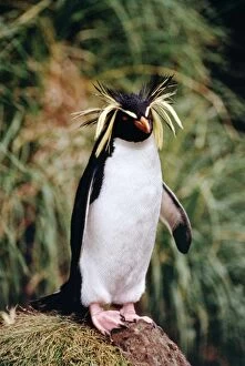 Images Dated 24th January 2007: Rockhopper Penguin