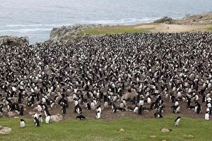 Rockhopper penguin - colony