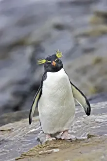 Falkland Prints: Rockhopper Penguin Eudyptes chrysocome Saunders Island Falklands BI007933