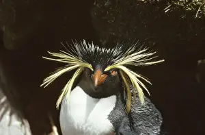 Rockhopper Penguin Gough Island