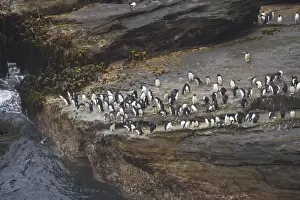 Falklands Prints: Rockhopper Penguin - Groups waiting to enter sea on rocky coast Eudyptes chrysocome New Island Falklands BI007992