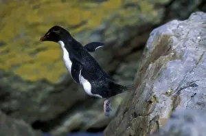 Hopping Prints: Rockhopper Penguin - hopping, Steeple Jason Island