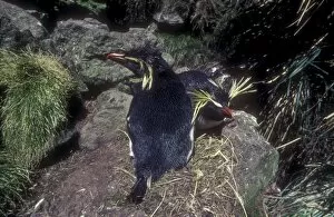 Rockhopper penguin - incubating
