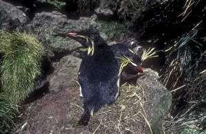 Rockhopper penguin - incubating
