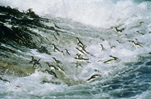 Penguins Collection: Rockhopper Penguin JPF 8603 Landing, Falkland Islands. Eudyptes chrysocome © Jean-Paul Ferrero