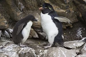 Images Dated 1st January 2007: Rockhopper Penguin - Parent and chick New Island, Falkland Islands