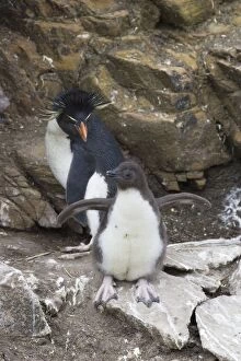 Images Dated 1st January 2007: Rockhopper Penguin - Parent and chick New Island, Falkland Islands