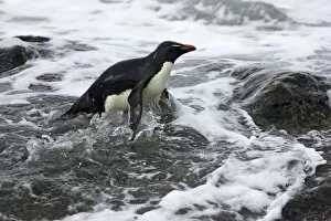 Images Dated 2nd May 2006: Rockhopper Penguin - Struggling ashore in pounding waves Eudyptes chrysocome Saunders Island