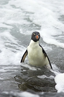 Images Dated 2nd May 2006: Rockhopper Penguin - struggling ashore in pounding waves