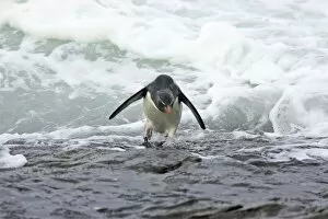 Images Dated 2nd May 2006: Rockhopper Penguin - Struggling ashore in pounding waves Eudyptes chrysocome Saunders Island