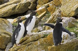 Images Dated 23rd March 2007: Rockhopper Penguins - Falkland Islands
