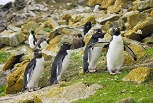 Images Dated 23rd March 2007: Rockhopper Penguins - Falkland Islands