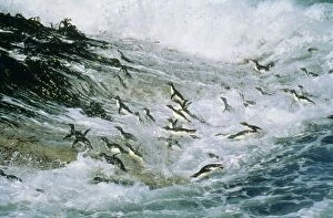 Rockhopper PENGUINS - group jumping through sea and landing on Falkland Islands