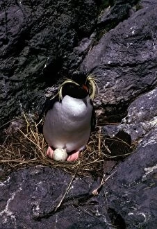 Rockhopper penguins - incubating