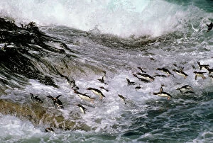 Rockhopper penguins - surfing in to shore