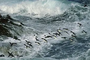 Oceans Prints: Rockhopper Penguins - surfing into shore