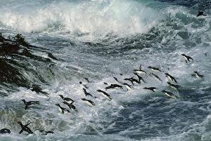 Penguins Collection: Rockhopper Penguins - surfing into shore, New Island, Falkland Islands, South Atlantic