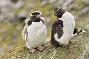 Images Dated 23rd March 2007: Rockhopper Penguins - Young ones - Falkland Islands