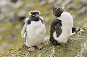 Scruffy Prints: Rockhopper Penguins - Young ones - Falkland Islands