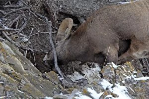 Images Dated 19th November 2009: ROCKY MOUNTAIN BIGHORN SHEEP