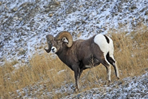 Images Dated 18th November 2009: ROCKY MOUNTAIN BIGHORN SHEEP