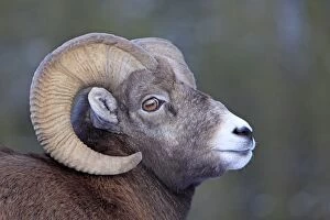 Images Dated 13th November 2009: ROCKY MOUNTAIN BIGHORN SHEEP