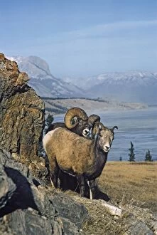 Images Dated 20th February 2008: Rocky Mountain Bighorn Sheep - ewe and ram during the fall mating season