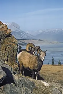 Ungulates Prints: Rocky Mountain Bighorn Sheep - ewe and ram during the fall mating season