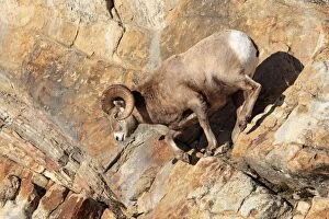 Images Dated 14th November 2009: Rocky Mountain Bighorn Sheep. Jasper National Park - Rocky Mountains - Alberta - Canada