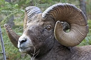 Images Dated 21st November 2009: Rocky Mountain Bighorn Sheep. Jasper National Park - Rocky Mountains - Alberta - Canada