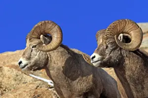 Rocky Mountain Bighorn Sheep. Jasper National Park - Rocky Mountains - Alberta - Canada