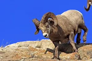 Rocky Mountain Bighorn Sheep. Jasper National Park - Rocky Mountains - Alberta - Canada