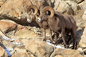 Rocky Mountain Bighorn Sheep. Jasper National Park - Rocky Mountains - Alberta - Canada